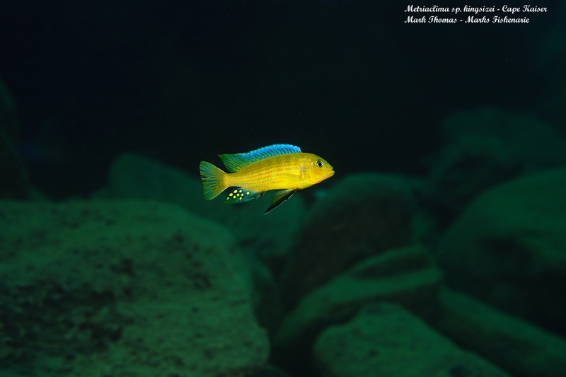 Maylandia sp. 'kingsizei lupingu' Cape Kaiser
